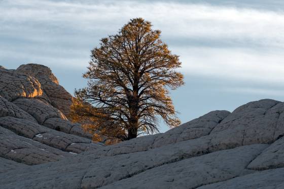 Late Light A Ponderosa Pine at The White Pocket in Vermilion Cliffs BN