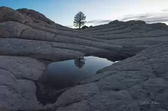 Ponderosa Pine and Crescent Moon Reflection of a Ponderosa Pine at The White Pocket in Vermilion Cliffs NM