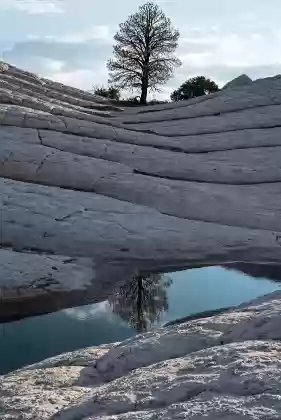Reflection Reflection of a Ponderosa Pine at The White Pocket in Vermilion Cliffs NM