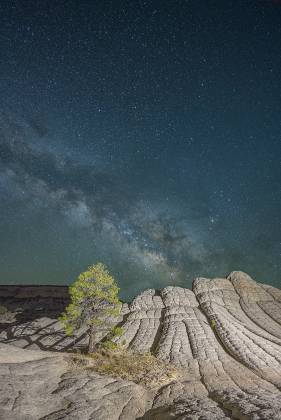 The Milky Way over The Tree 2 The Milky Way rises over a Ponderosa Pine at The White Pocket in Vermilion Cliffs NM