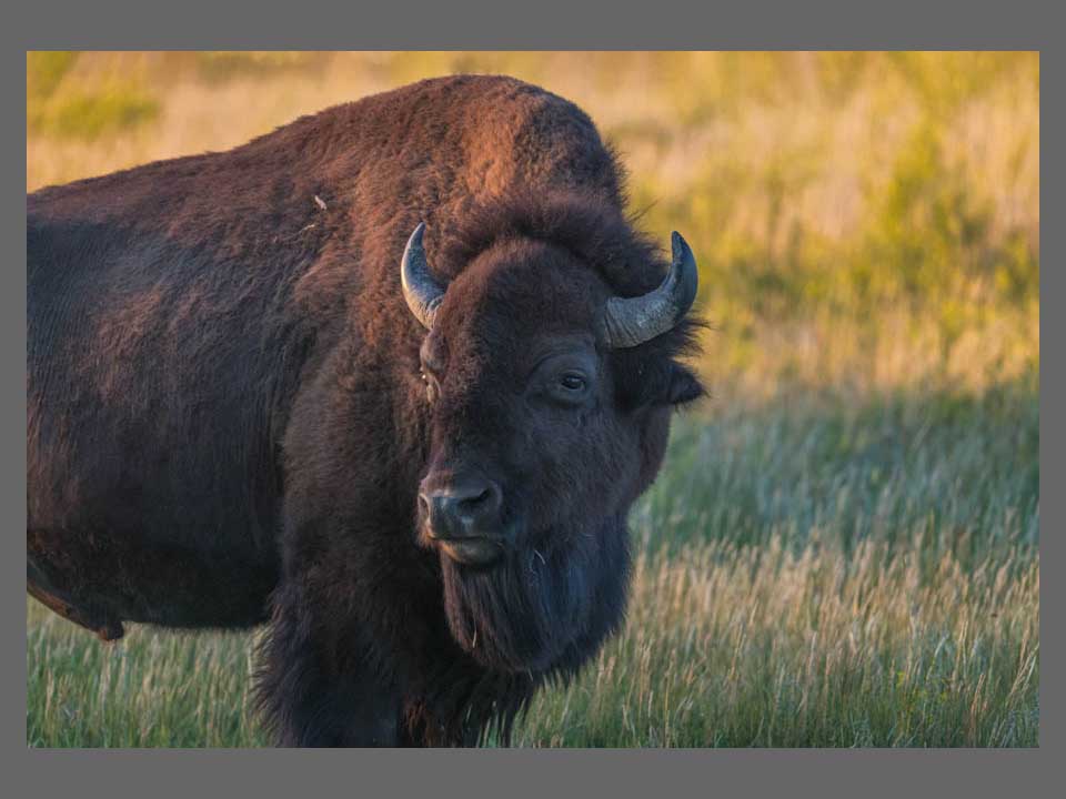 Bison 2 Bison in Theodore Roosevelt NP