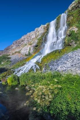 Queen Annes Lace and Lemmon Falls Queen Anne's Lace and Lemmon Falls in Thousand Springs State Park, Idaho