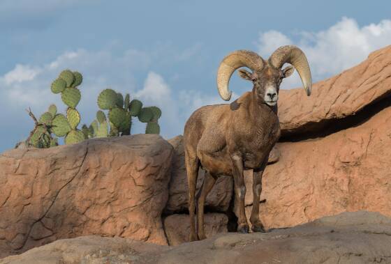 Bighorn Sheep 1 Bighorn Sheep in the Arizona Senora Desert Museum near Tucson.