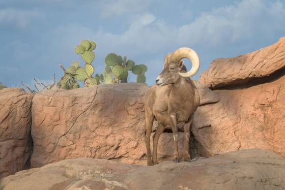 Bighorn Sheep 2 Bighorn Sheep in the Arizona Senora Desert Museum near Tucson.