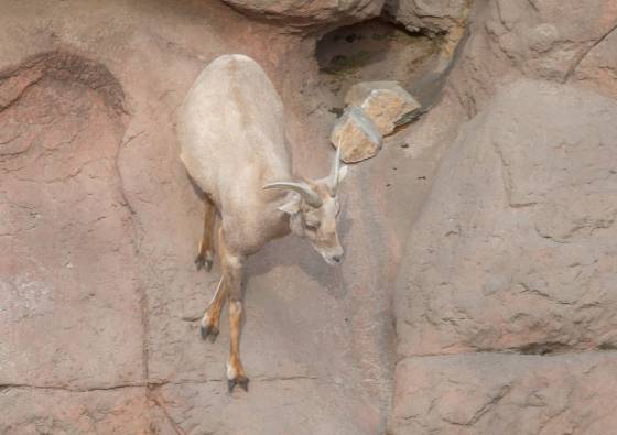 Bighorn Sheep 3 Bighorn Sheep in the Arizona Senora Desert Museum near Tucson.