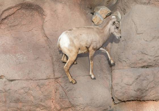 Bighorn Sheep 4 Bighorn Sheep in the Arizona Senora Desert Museum near Tucson.