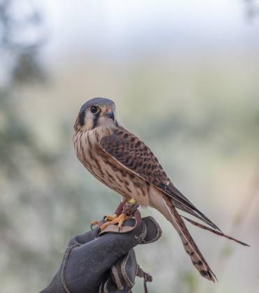 American Kestrel American Kestrel, the smallest raptor, at the Arizona Senora Desert Museum