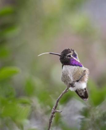 Costas Hummingbrid ? Costas Hummingbrid at the Arizona Senora Desert Museum