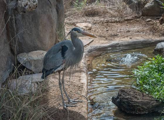 Great Blue Heron Great Blue Heron at the Arizona Senora Desert Museum