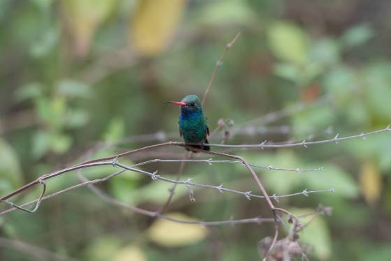 Hummingbird 1 Broad-billed Hummingbrid at the Arizona Senora Desert Museum