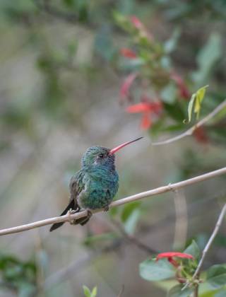 Hummingbird 2 Broad-billed Hummingbrid at the Arizona Senora Desert Museum