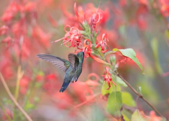 Hummingbird 3 Broad-billed Hummingbrid at the Arizona Senora Desert Museum