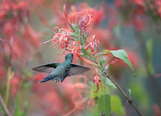 Hummingbird 4 Broad-billed Hummingbrid at the Arizona Senora Desert Museum