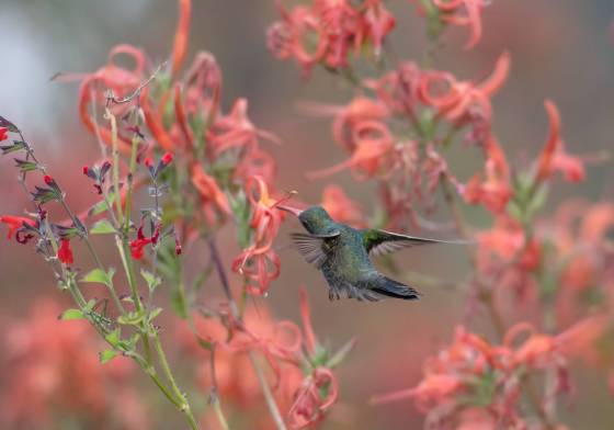 Hummingbird 5 Broad-billed Hummingbrid at the Arizona Senora Desert Museum