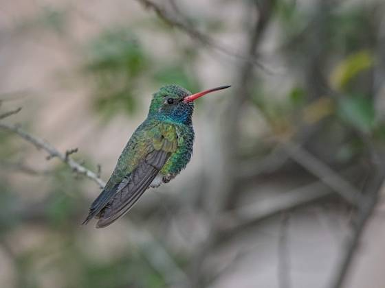 Hummingbird 6 Broad-billed Hummingbrid at the Arizona Senora Desert Museum