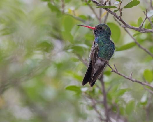 Hummingbird 7 Broad-billed Hummingbrid at the Arizona Senora Desert Museum