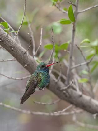 Hummingbird 8 Broad-billed Hummingbrid at the Arizona Senora Desert Museum