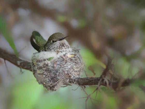 Hummingbird in nest Hummingbrid in nest at the Arizona Senora Desert Museum