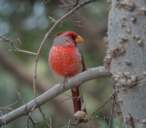 Northern Cardinal (Male) 1 Male Northern Cardinal at the Arizona Senora Desert Museum