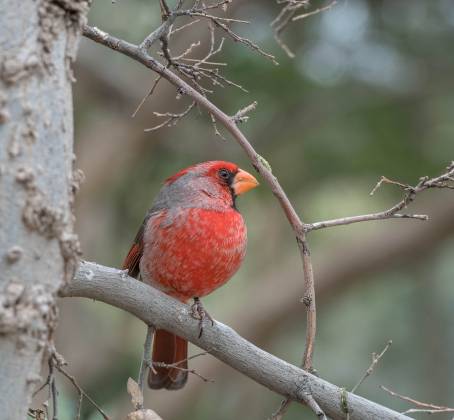 Northern Cardinal (Male) 2 Male Northern Cardinal at the Arizona Senora Desert Museum