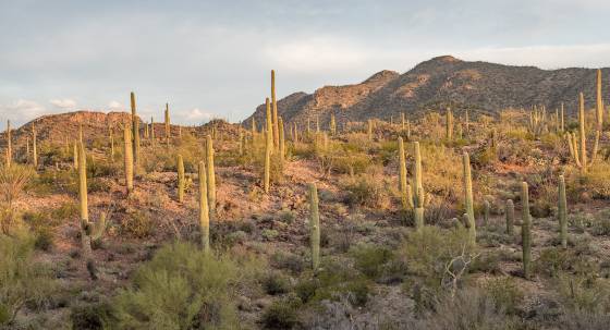 Early Light Early light on Saguaro at the Arizona Senora Desert Museum in Tucson