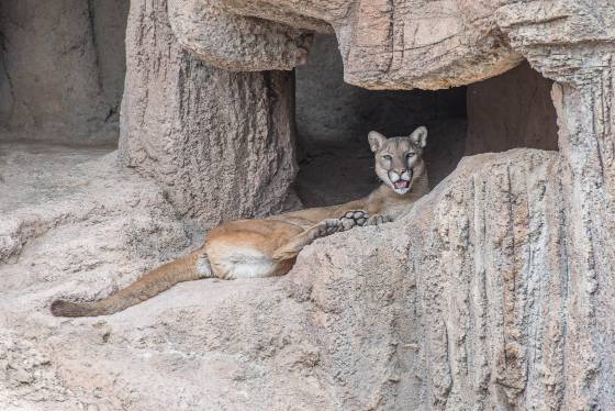 Mountain Lion 1 Mountain Lion at the Arizona Senora Desert Museum in Tucson