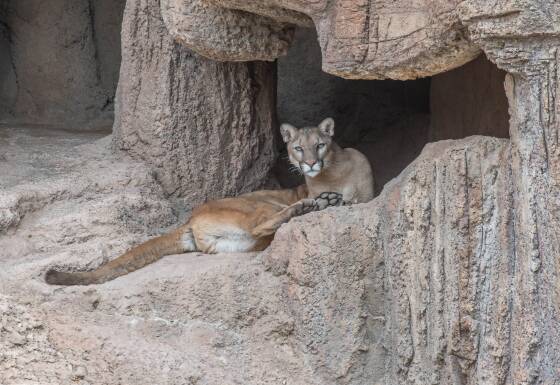 Mountain Lion 2 Mountain Lion at the Arizona Senora Desert Museum in Tucson