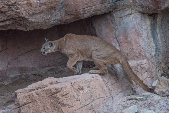 Mountain Lion 3 Mountain Lion at the Arizona Senora Desert Museum in Tucson