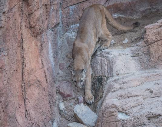 Mountain Lion 4 Mountain Lion at the Arizona Senora Desert Museum in Tucson