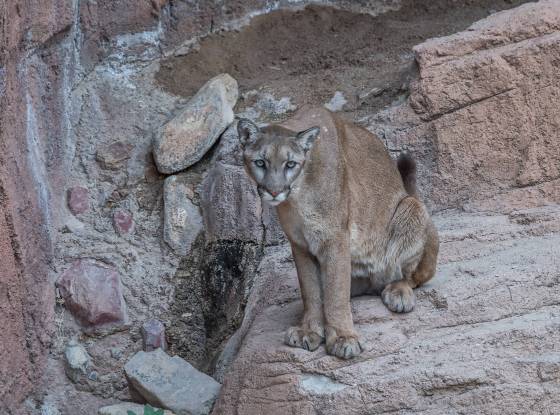 Mountain Lion 5 Mountain Lion at the Arizona Senora Desert Museum in Tucson