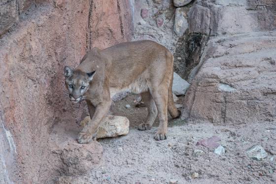 Mountain Lion 6 Mountain Lion at the Arizona Senora Desert Museum in Tucson