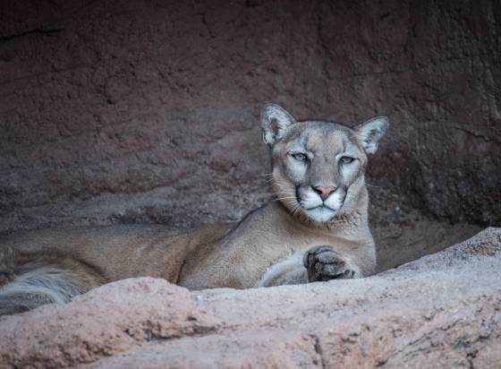 Mountain Lion 7 Mountain Lion at the Arizona Senora Desert Museum in Tucson