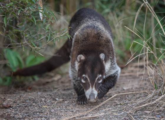 Black Coatis Black Coatis at the Arizona Senora Desert Museum in Tucson.