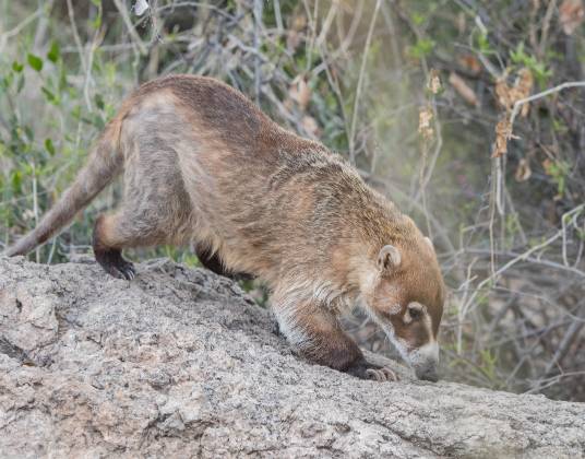 Coatis Coatis at the Arizona Senora Desert Museum in Tucson.