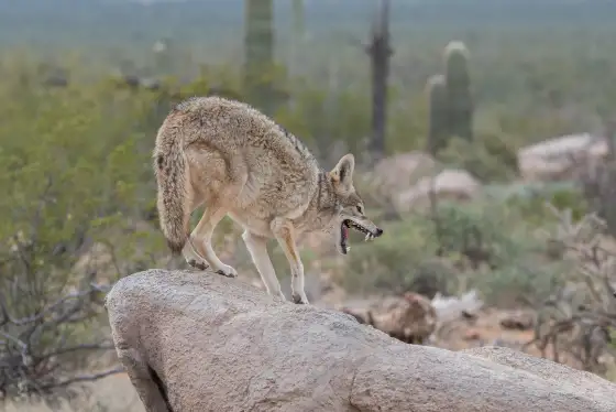Arizona Government Warns About The Presence Of A Mangy Coyote In Tucson