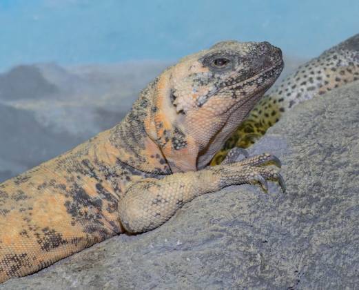 Lizard Lizard at the Arizona Senora Desert Museum in Tucson