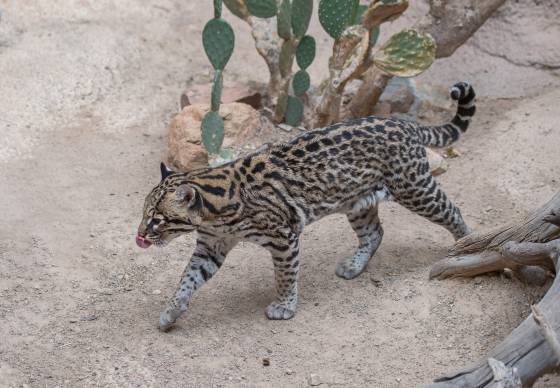 Ocelot Ocelot at the Arizona Senora Desert Museum in Tucson