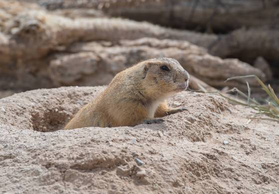 Prarire Dog 1 Prairie Dog at the Arizona Senora Desert Museum in Tucson