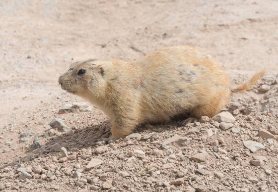 Prarire Dog 2 Prairie Dog at the Arizona Senora Desert Museum in Tucson