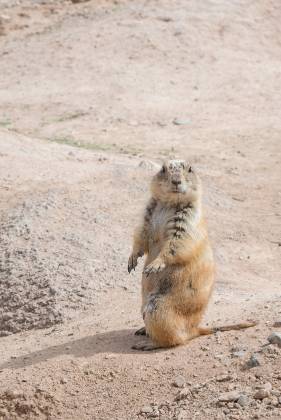 Prarire Dog 3 Prairie Dog at the Arizona Senora Desert Museum in Tucson