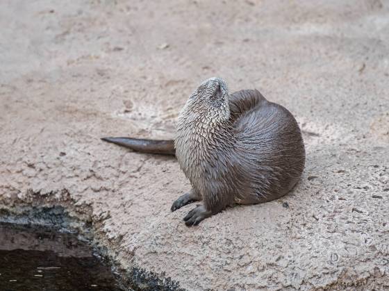 River Otter on Shore River otter on shore at the Arizona Senora Desert Museum in Tucson.