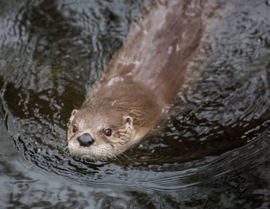 River Otter River otter at the Arizona Senora Desert Museum in Tucson.