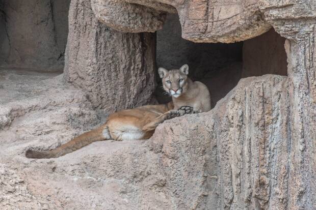 Mountain Lions