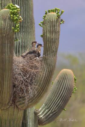 Cara Cara Nest Cara Caras in a nest on a Saquaro, seen near West Ajo Highway, Arizona.