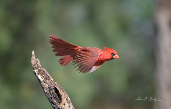 Northern Cardinal in-flight 2 Northern Cardinal in-flight, seen at Elephant Head, Arizona.