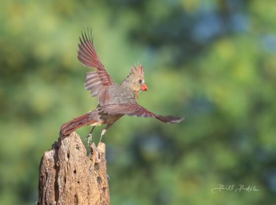 Pyrrhuloxia taking-off Pyrrhuloxia seen at Elephant Head, Arizona.