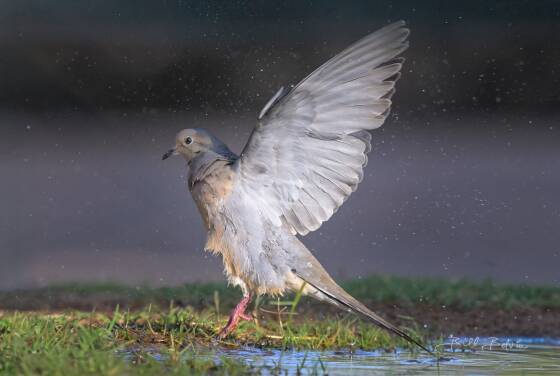 Mourning Dove Shaking off Water Mourning Dove shaking off water after bathing, seen at Elephant Head, Arizona.