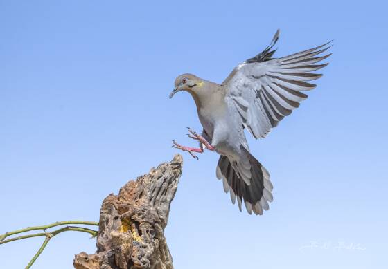 White Winged Dove Landing White Winged Dove, seen at Elephant Head, Arizona.