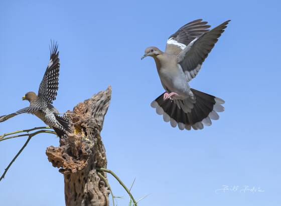 White Winged Dove chasing off Woodpecker White Winged Dove chasing off a Gila Woodpecker, seen at Elephant Head, Arizona.