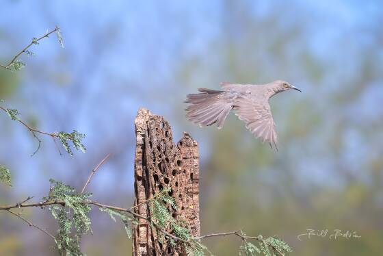 Curve-billed Thrasher in-flight Curve-billed Thrasher in-flight, seen at Elephant Head, Arizona.